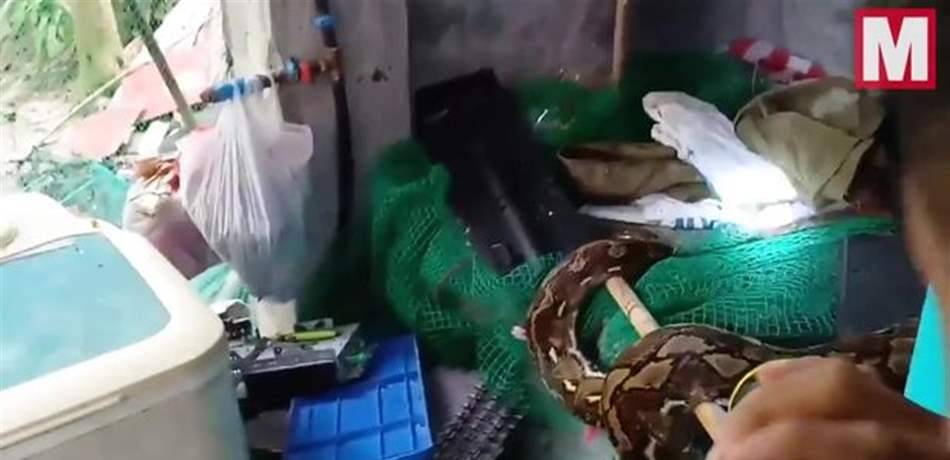 ثعبان ضخم يهرب من حديقة الحيوانات.. ويثير الفوضى! (فيديو)