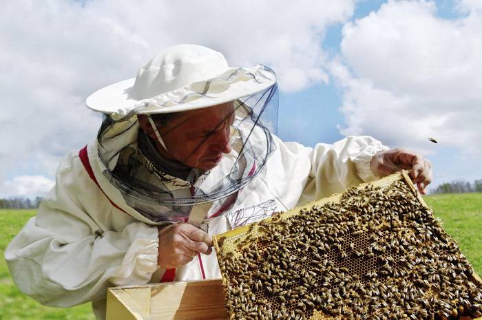 الحفاظ على أنواع النحل البري لحماية المحاصيل