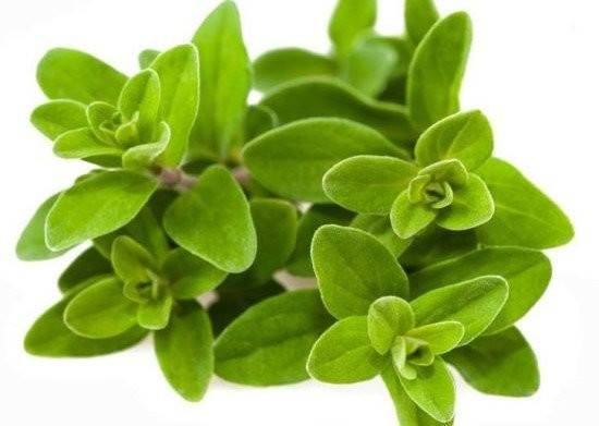 هذه هي أبرز فوائد زيت المردقوش