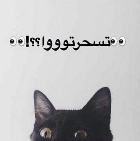 أحلام ترعب الجمهور بصورة قبل السحور!
