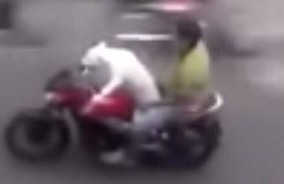 كلب مطلوب للعدالة في فيتنام لقيادته دراجة نارية