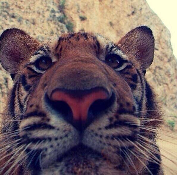 نمر يلتقط صورة سيلفي!