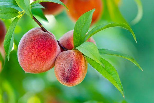 فوائد الدراق المتنوعة والمهمة
