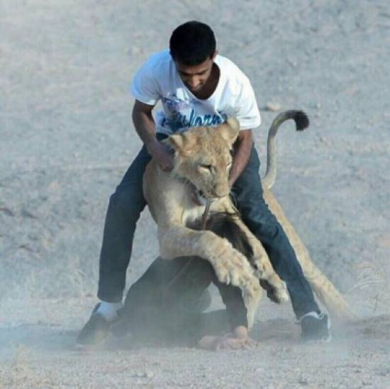 بالفيديو والصور: لحظات مرعبة لهجوم لبؤة على طفل سعودي خلال تصويرفيديو كليب!