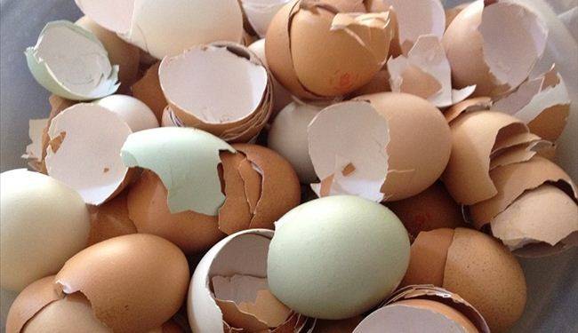 لن تصدق ... ما هي فوائد قشور البيض ..؟