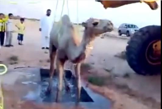 بالفيديو: عملية إنقاذ جمل تكللت بالفشل الذريع للغاية