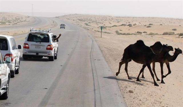 جمل يتسبب بمقتل 4 أفراد من عائلة واحدة