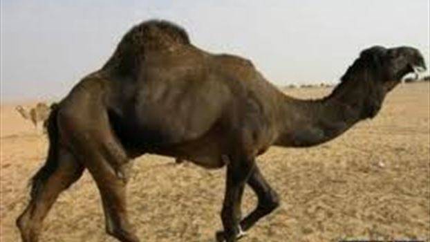 اربعة قتلى من عائلة واحدة...والسبب جمل