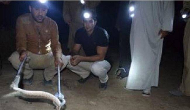 لدغته أفعى فصار دمه مصلا لسمها!!