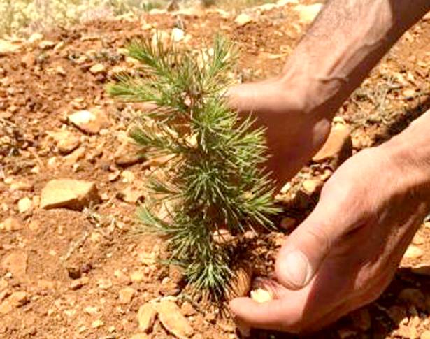 القديس يوسف وجذور لبنان :
لإعادة التشجير في كفرذبيان