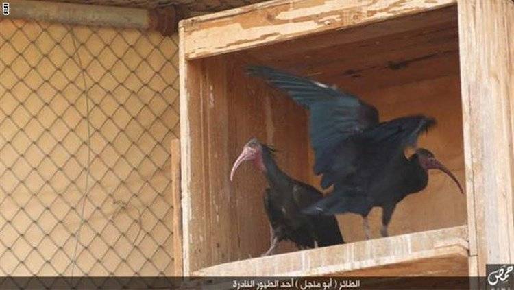 بالصور: أبو منجل... الطائر النادر في قبضة "داعش"
