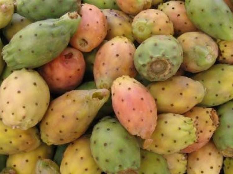 ما هي فوائد الصبّار؟