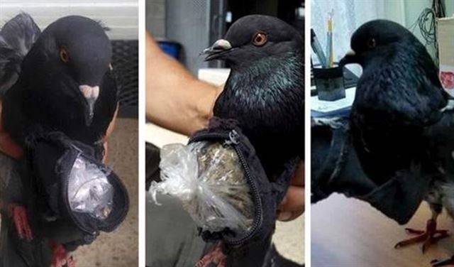 حمام زاجل يهرب المخدرات اللى السجن