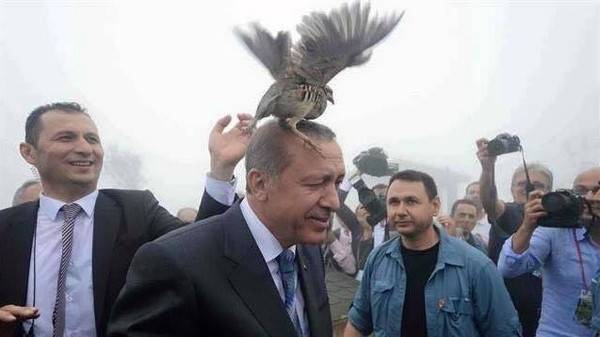 ماذا يفعل هذا الطائر فوق رأس أردوغان؟