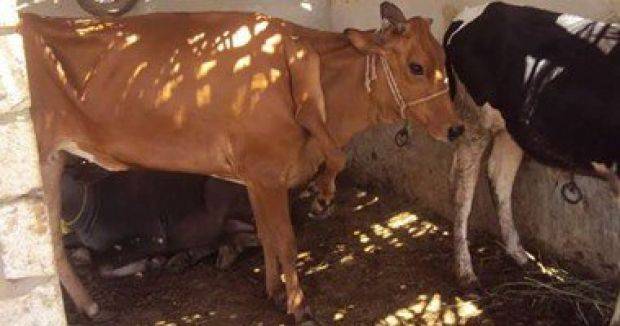 صورة: بقرة بـ 5 أرجل داخل مزرعة في مصر !