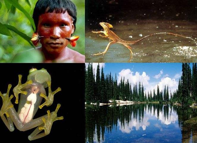 بالصور- 10 أسرار مذهلة لا تعرفها عن "غابات الأمازون"!