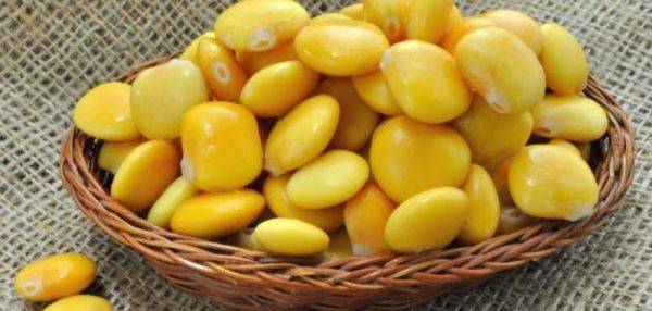 الكنز الذي لانعرف قيمته...الترمس