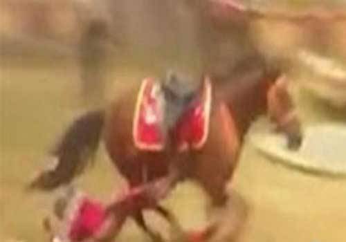 بالفيديو.. وفاة لاعبة سيرك على يد حصانها