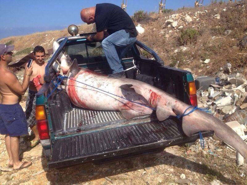 بالصورة إصطياد السمكة التي عضت صيادًا مقابل شاطئ أنفة