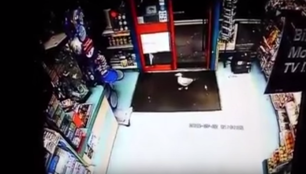 (فيديو) لص المتجر رفض الهرب قبل أن يسرق المكسرات