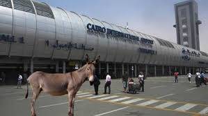 هذه المرة “دجاجة” تتمشى في مطار القاهرة بعد “الحمار” !