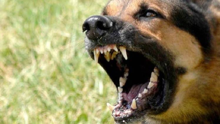 البرتغال.. نباح الكلب يتسبب بمقتل 3 أشخاص بينهم عنصرا شرطة
