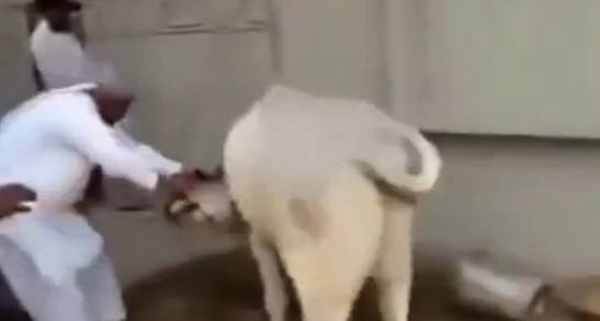 بالفيديو.. ماذا فعلت بقرة في 4 رجال حاولوا ذبحها!