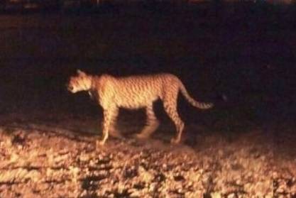 نيوزيلندا... نمر يفترس حارسة حديقة حيوانات