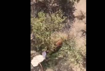 بالفيديو.. ثور يرفض التضحية به في العيد
