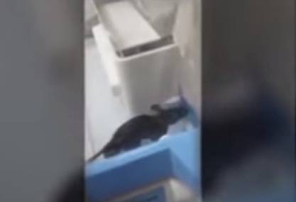 بالفيديو.. لن تصدق ما ستراه !! جرذ في مستشفى يعضّ طفلاً حديث الولادة