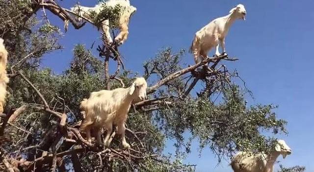 أشجار مثمرة بالماعز في المغرب (فيديو)