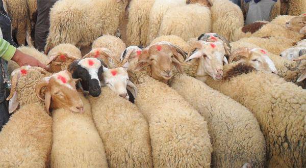 رغم الغلاء.. الأضاحي تُنشِط سوق العيد في عفرين السورية