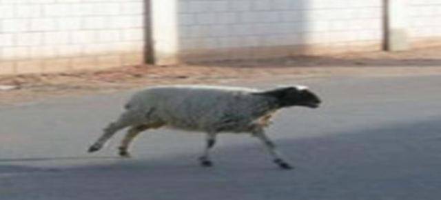 خروف يهرب من سكين جزار ليلقى مصرعه دهساً في بعقوبة