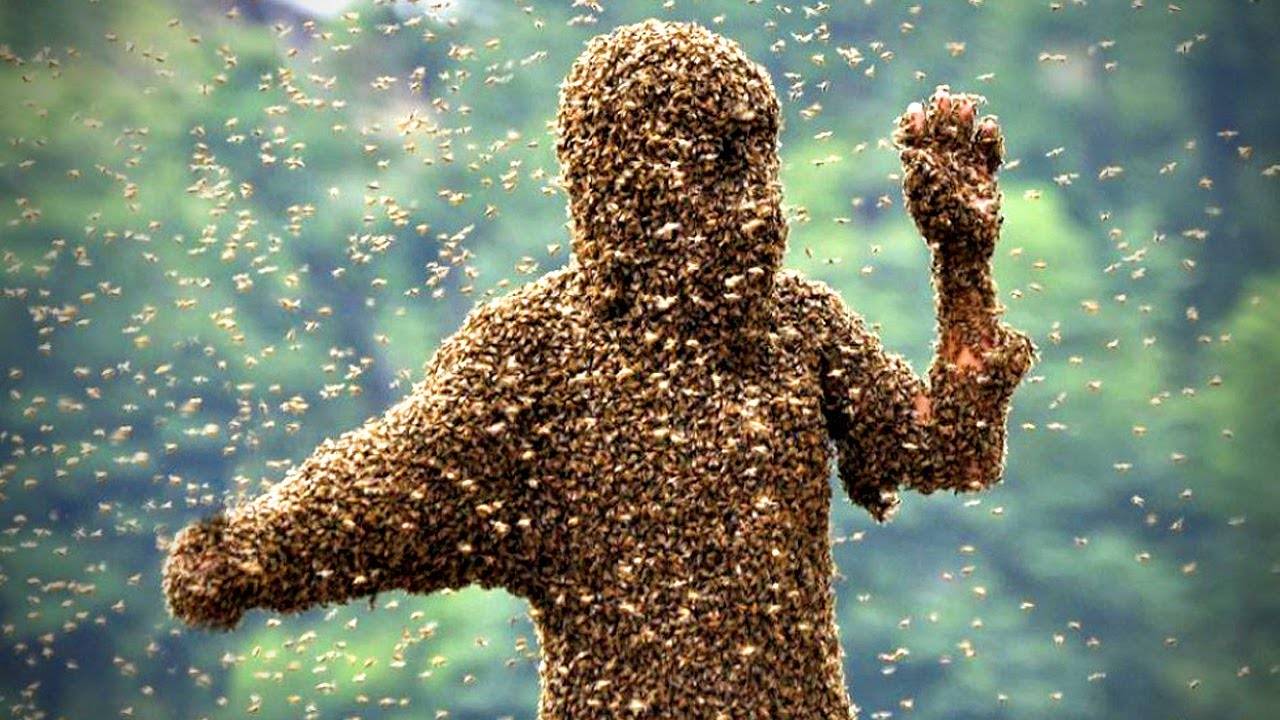 أسراب مرعبة من النحل تهاجم مدينة!
