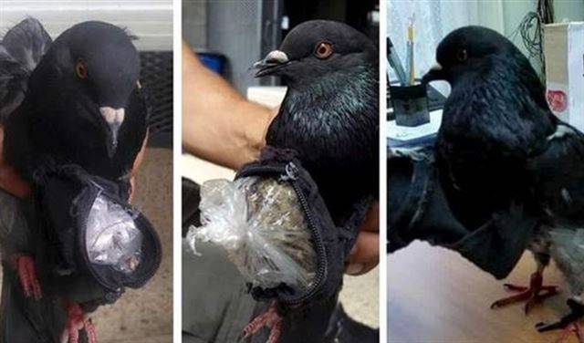 حمامة "تهرّب" المخدرات إلى سجن