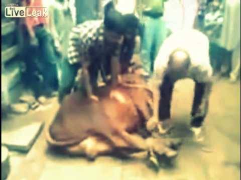 بالفيديو.. لحظة وفاة رجل أثناء ذبحه عجلاً!