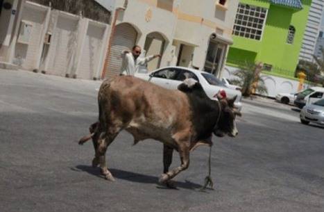 ثور هائج في الأردن.. تتم تهدئته بالرصاص (فيديو)