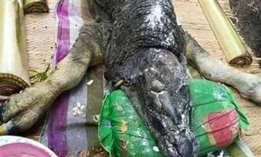 ولادة حيوان غامض يجمع ما بين التمساح والثور