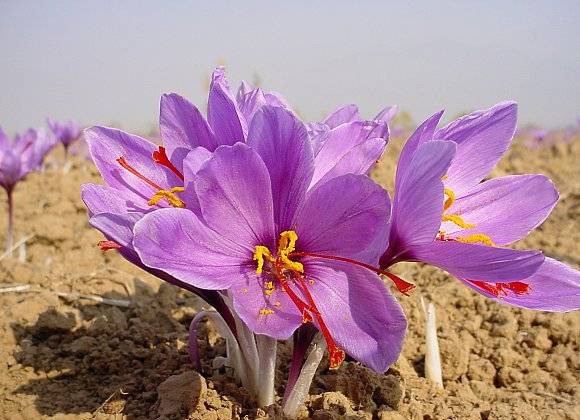 ما لا تعرفه عن فوائد الزعفران الصحية وعلاقته بالنظر