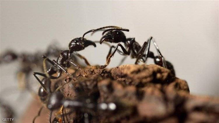 أكل النمل لفترة 6 ايّام.. وهذا ما حصل معه!
