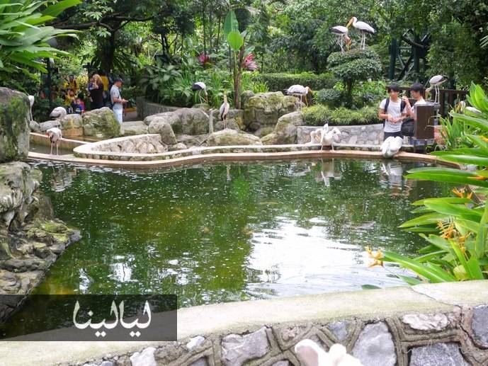 بالصور.. أجمل رحلات سفاري ماليزيا