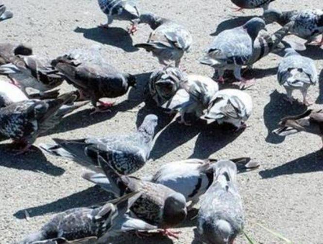 الحمام حوّل حياته إلى مأساة!