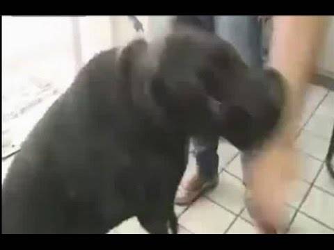بالفيديو .. كلب شرس يعترض عمل مراسل على الهواء