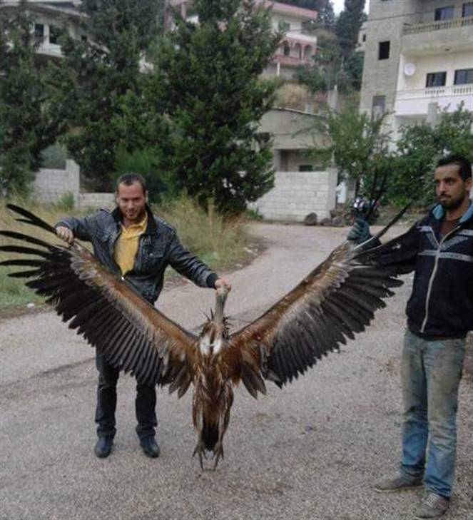 بالصورة اصطياد نسر نادر في لبنان - عكار
