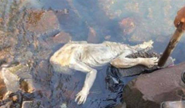 بالفيديو.. العثور على حيوان غامض في البارغواي