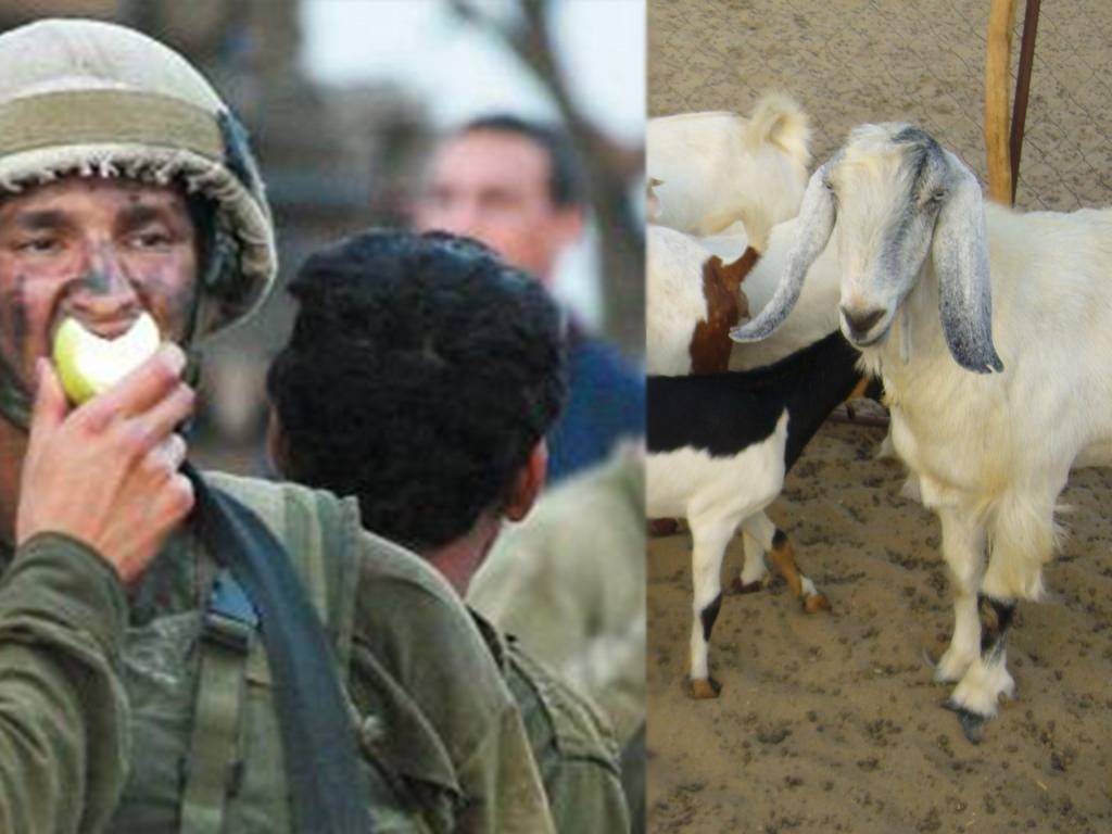الجيش الاسرائيلي يتغذى على ماعز لبنان !!!