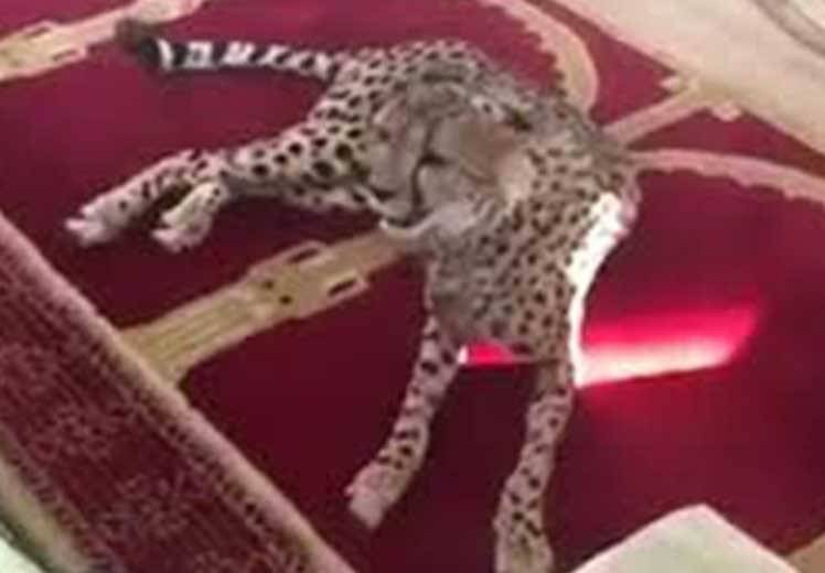 بالفيديو.. فهد يفاجئ المصلين داخل مسجد!