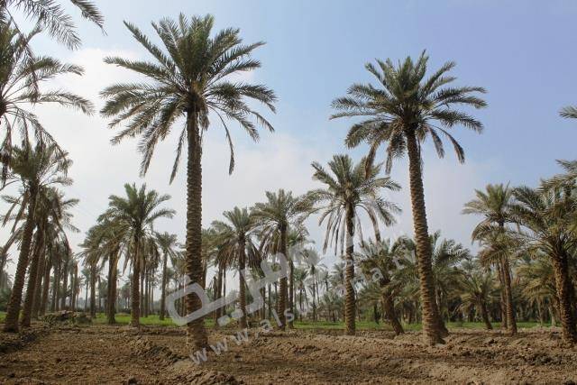 تهديد جديد يواجه زراعة النخيل في البصرة