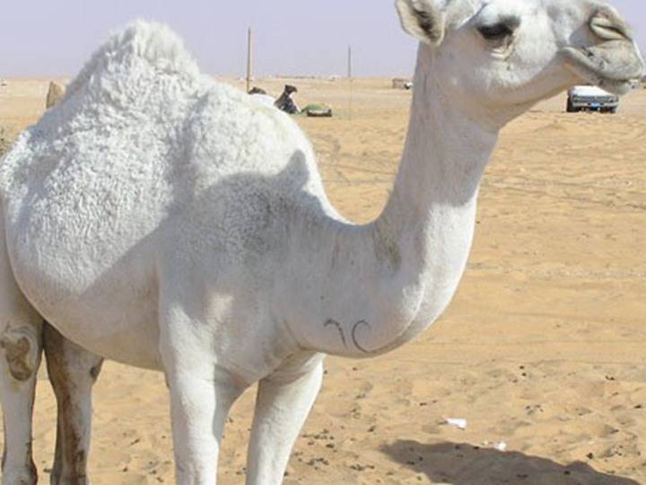 بالصور.. سعودي يدهس ناقة ثمنها مليون ريال وأصحابها يحاولون قتله