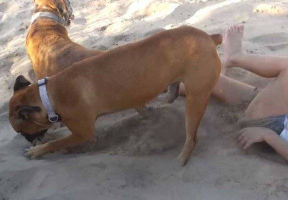 بالفيديو-  طفلة توقظ كلبا من نومه.. ماذا فعل بها؟